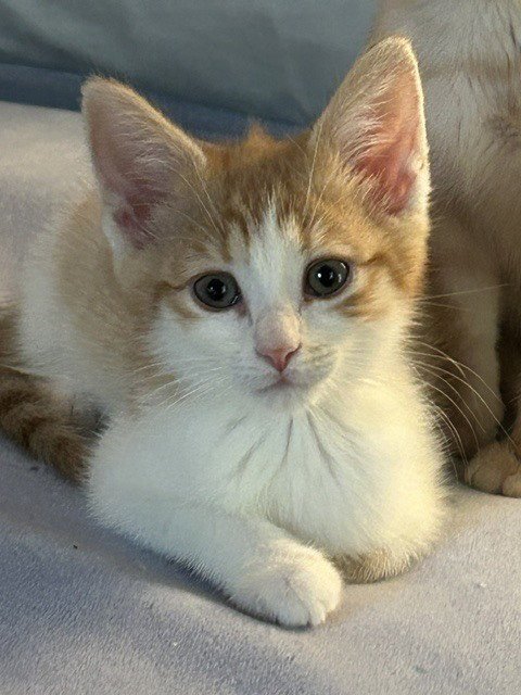 WHEAT THIN - Domestic Short Hair available for adoption