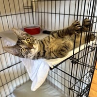 Goober - Photo 2