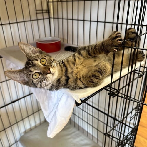 GOOBER - Domestic Short Hair available for adoption