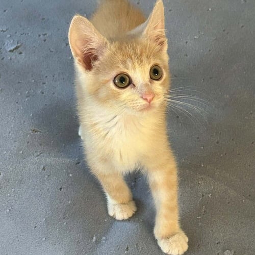 CHEEZ-IT - Domestic Short Hair available for adoption