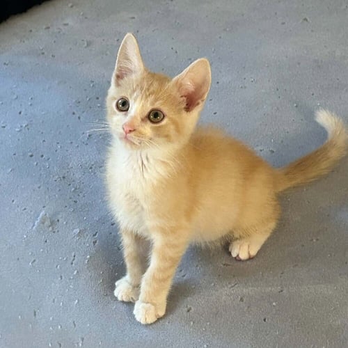 CHEEZ-IT - Domestic Short Hair available for adoption