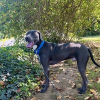 Thor - Photo 2