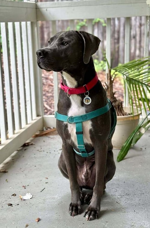 THOR - Terrier available for adoption