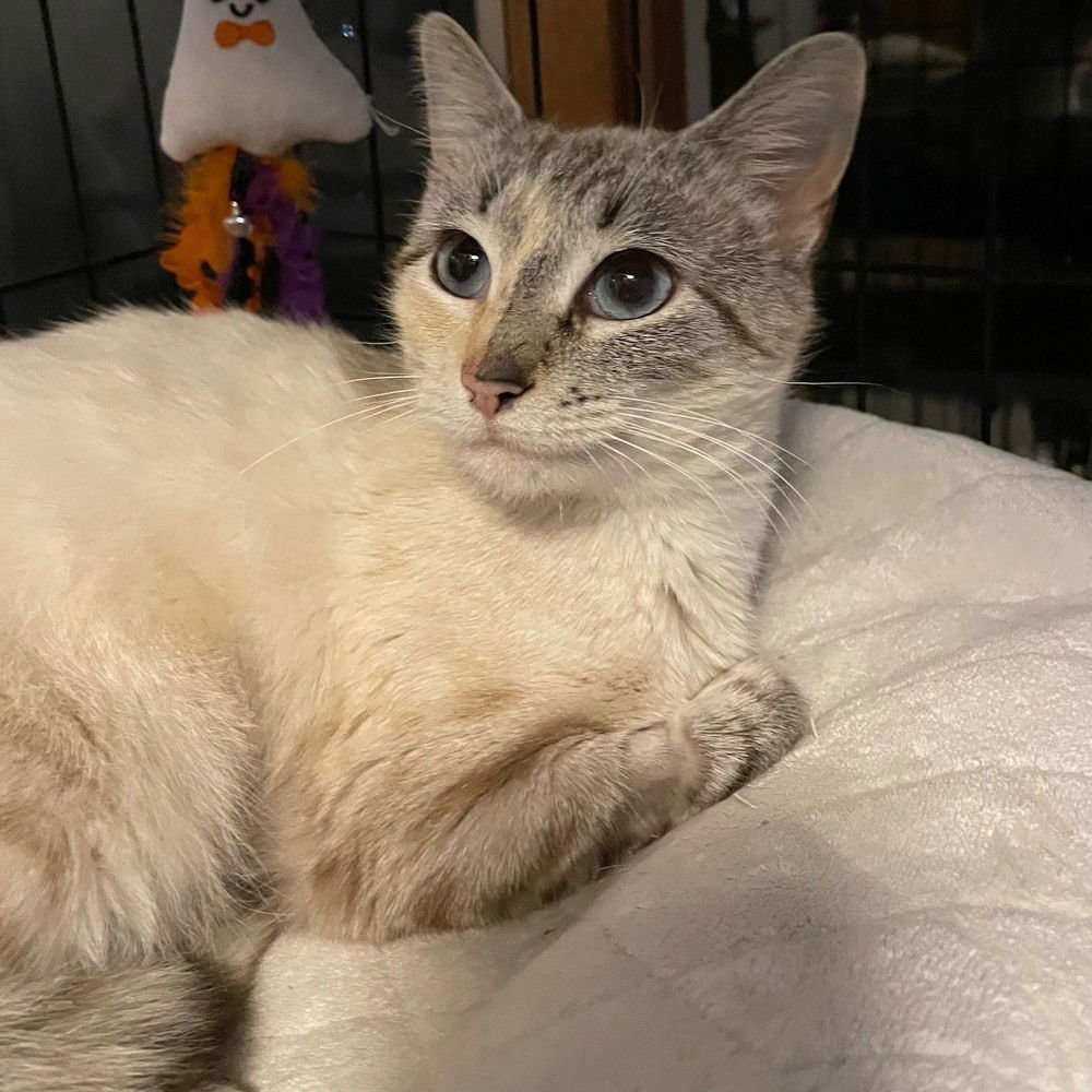 CAMPER - Siamese / Domestic Short Hair available for adoption