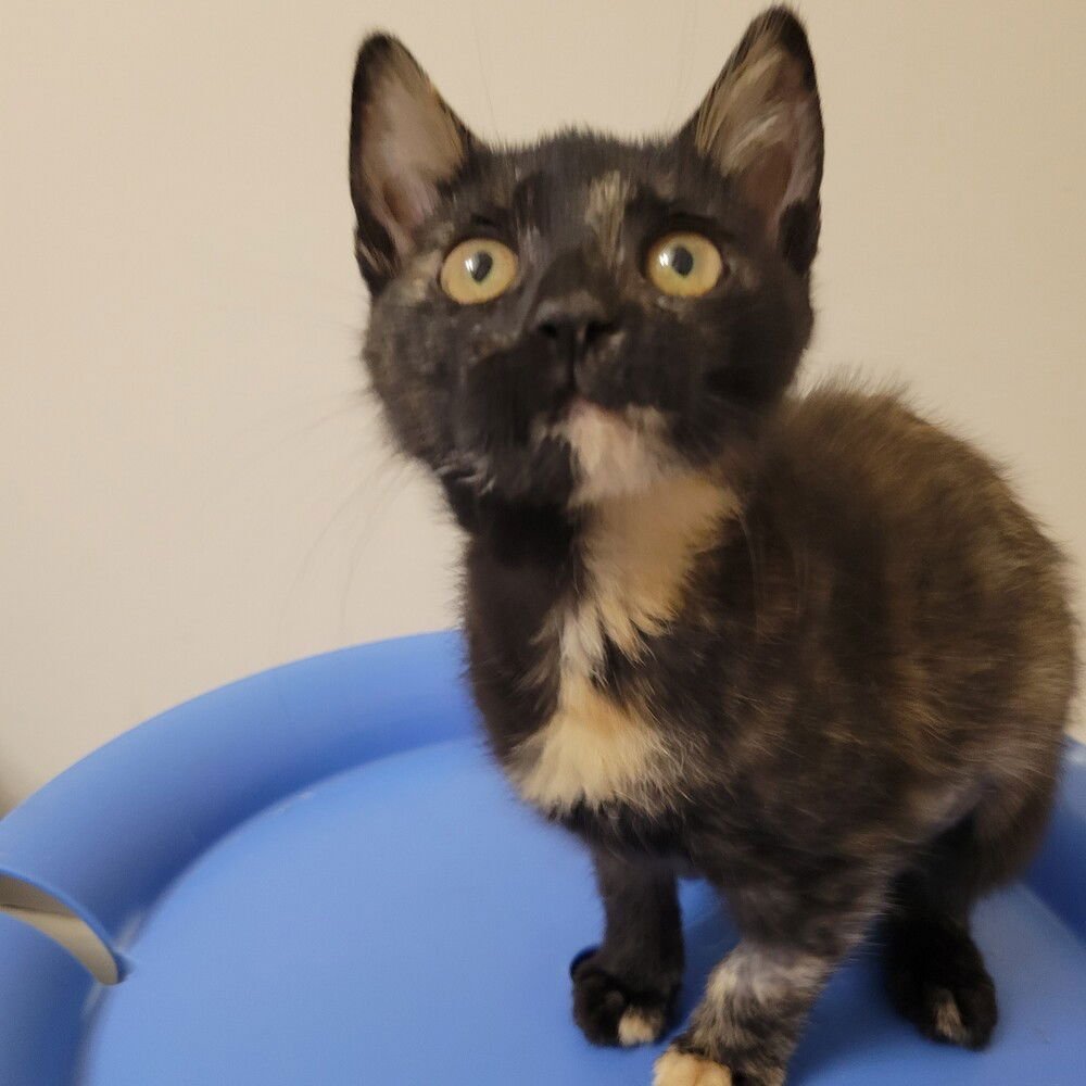 KAIA - Domestic Short Hair available for adoption