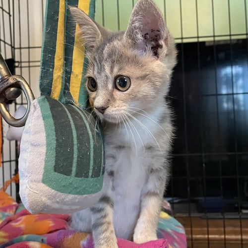BLONDIE - Domestic Short Hair available for adoption