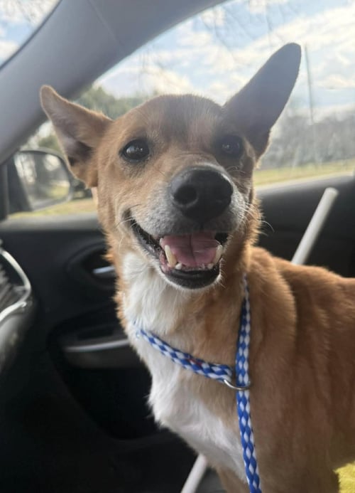 GRETAL - Terrier for adoption in Asheville
