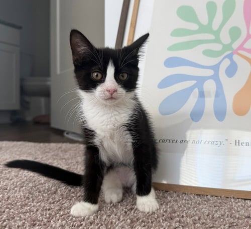 BONGO - Domestic Short Hair available for adoption