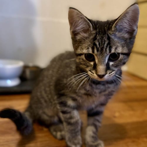 RAVI - Domestic Short Hair available for adoption