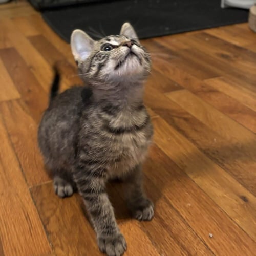RAVI - Domestic Short Hair available for adoption