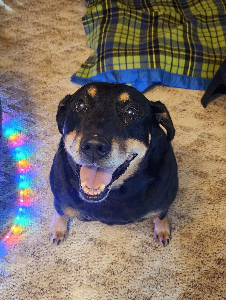ZZ ZEUS - Rottweiler for adoption in Asheville