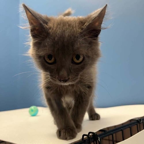 MATEO - Domestic Medium Hair available for adoption