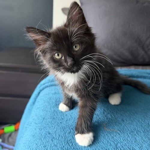 KINDER - Domestic Medium Hair available for adoption