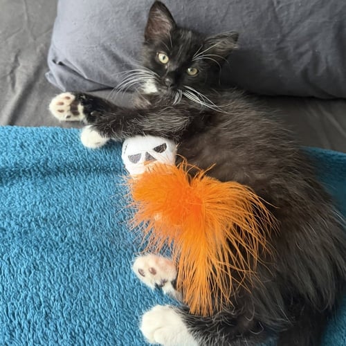 KINDER - Domestic Medium Hair available for adoption