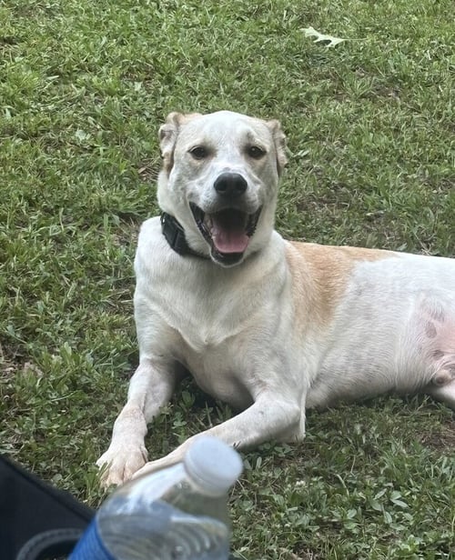 POPPY - Pointer available for adoption