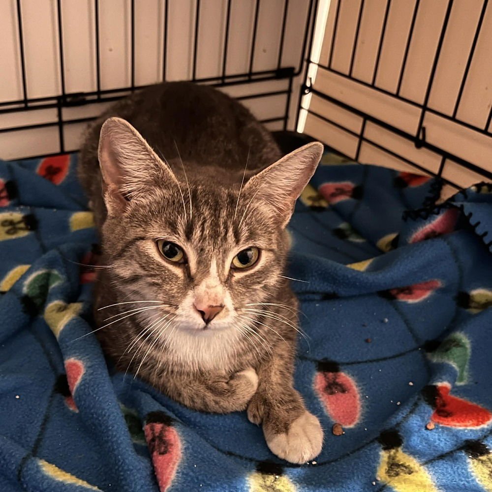 CHARLOTTE - Domestic Short Hair available for adoption