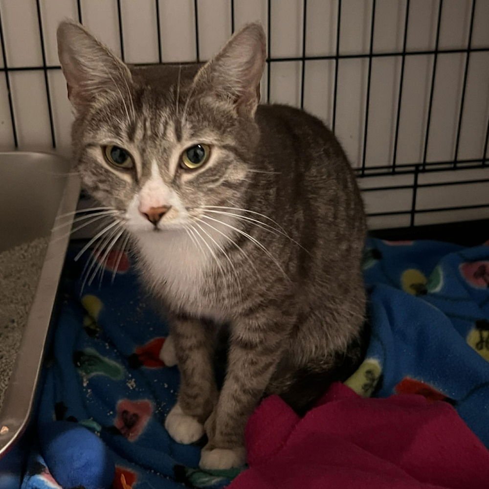 CHARLOTTE - Domestic Short Hair available for adoption