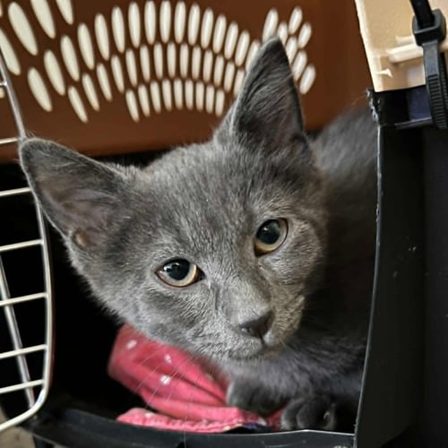 TRIPP - Domestic Short Hair available for adoption