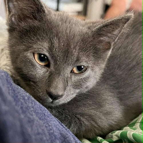 TRIPP - Domestic Short Hair available for adoption