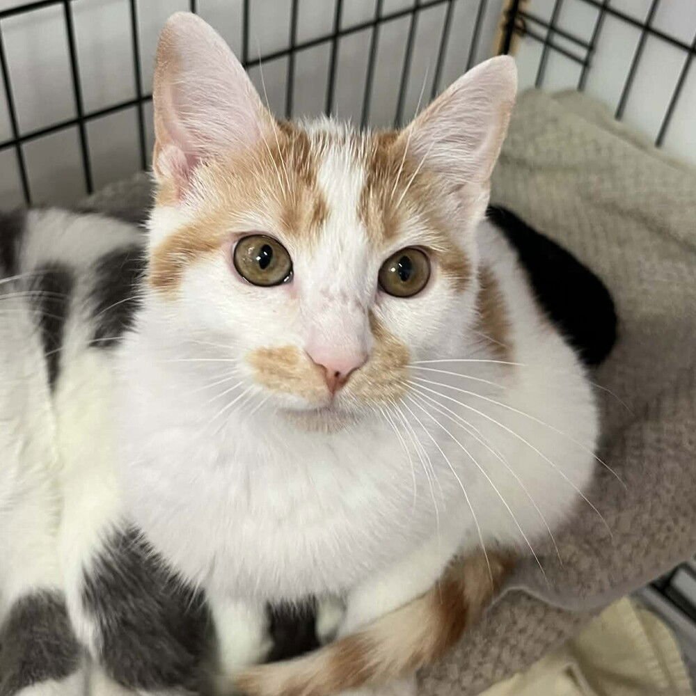 ZANZIBAR - Domestic Short Hair available for adoption