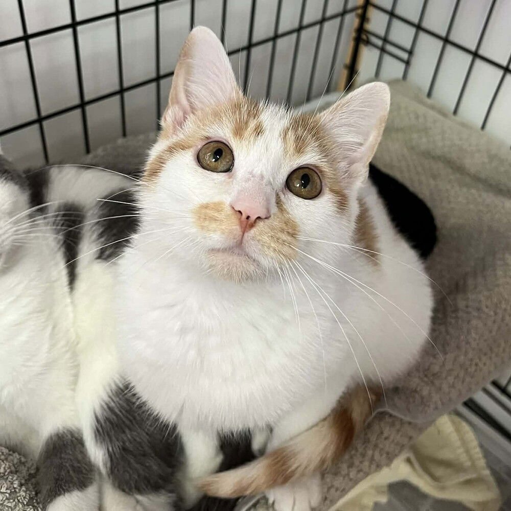 ZANZIBAR - Domestic Short Hair available for adoption