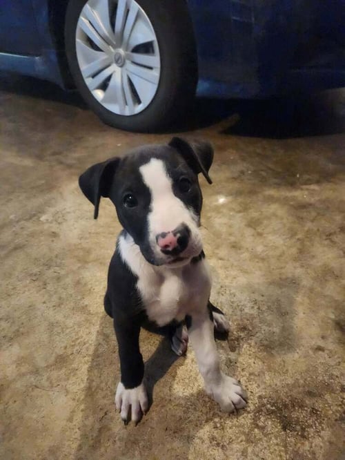 POLKA DOT - Terrier available for adoption