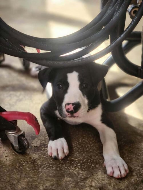 POLKA DOT - Terrier available for adoption