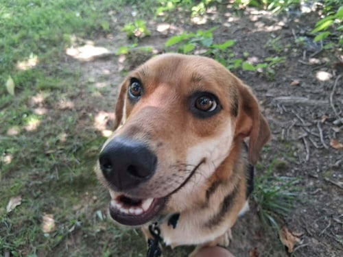 BONES - Terrier available for adoption