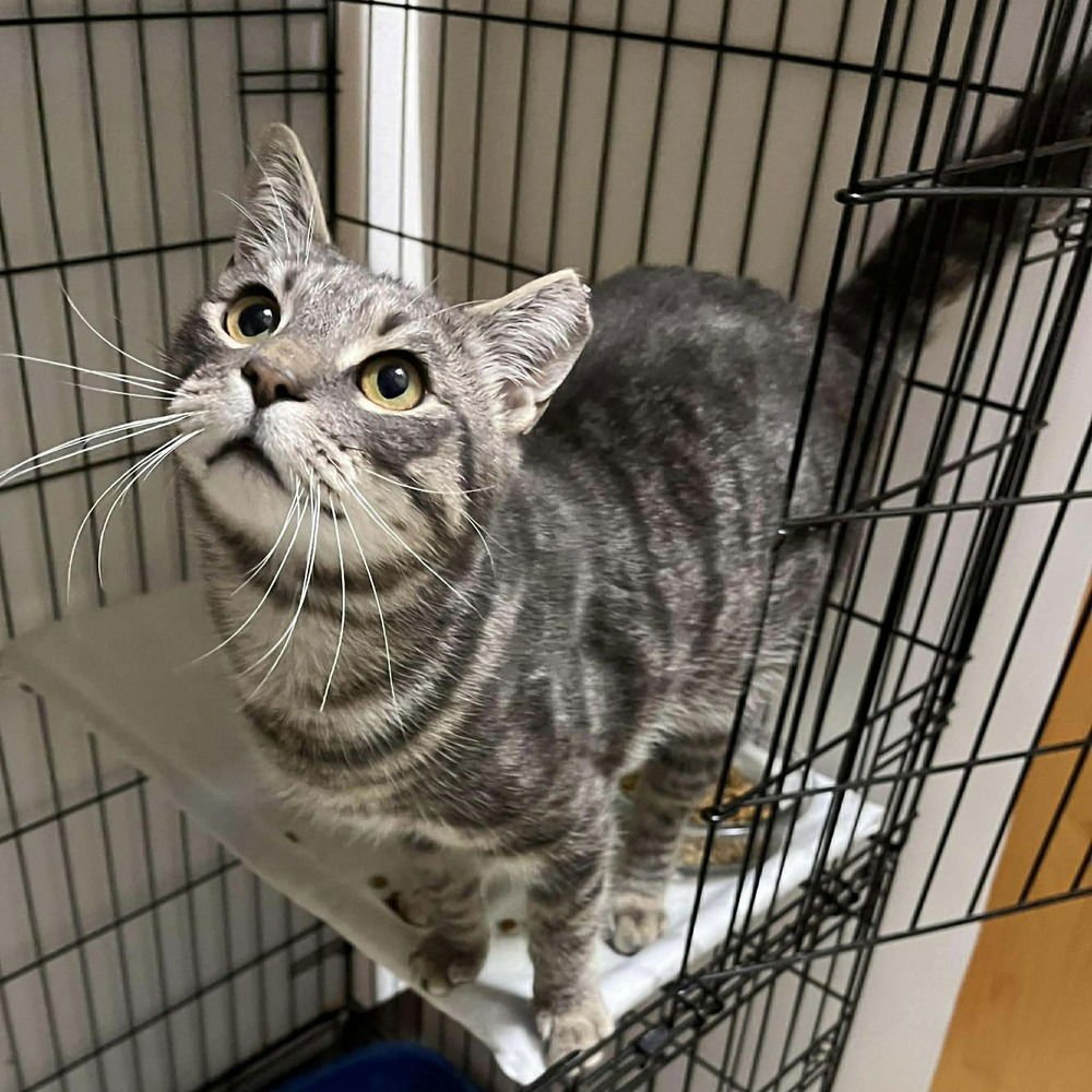 THATCHER - Domestic Short Hair available for adoption