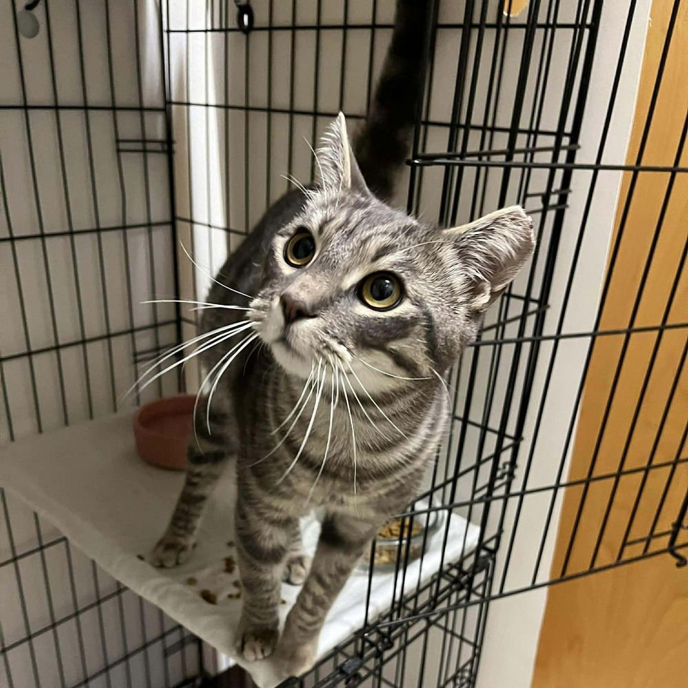 THATCHER - Domestic Short Hair available for adoption