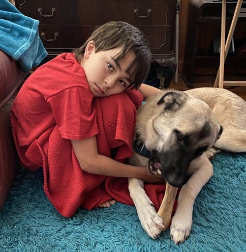 KYLO - Anatolian Shepherd / Great Pyrenees available for adoption