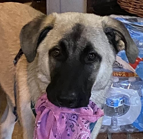 KYLO - Anatolian Shepherd / Great Pyrenees available for adoption