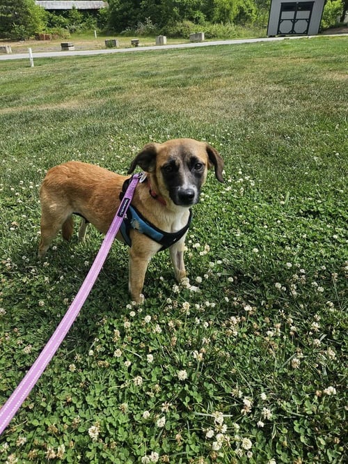 TINY TINA - Terrier for adoption in Asheville