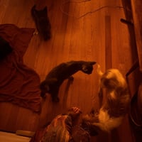 Deimos - Photo 4