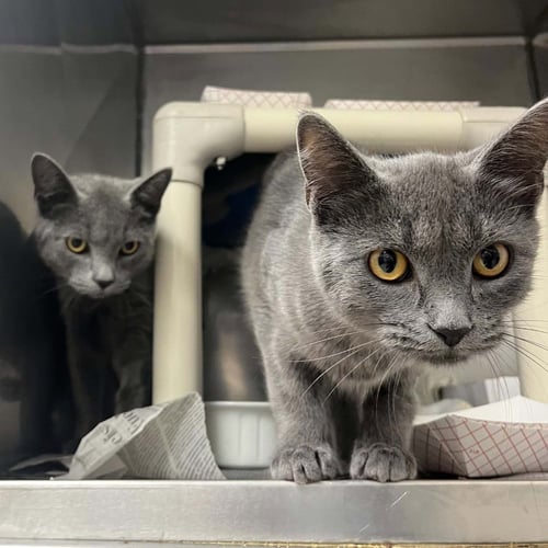 DEIMOS - Domestic Short Hair available for adoption