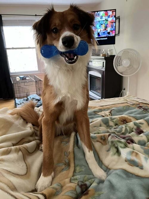 MOCHA - Australian Shepherd / Golden Retriever available for adoption
