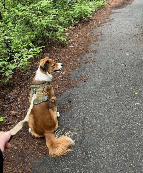 MOCHA - Australian Shepherd / Golden Retriever available for adoption