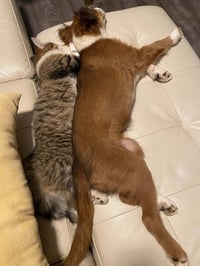 Mocha - Photo 4