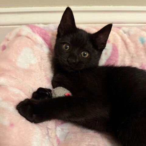 WYZE - Domestic Short Hair available for adoption