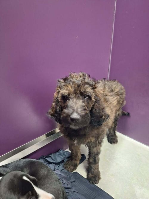 DRIZZLE - Poodle (unknown type) available for adoption