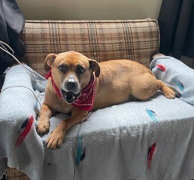GRETCHEN - Terrier available for adoption