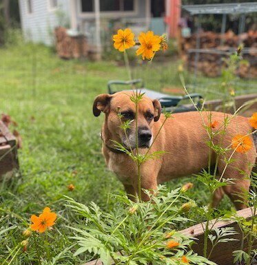 GRETCHEN - Terrier available for adoption