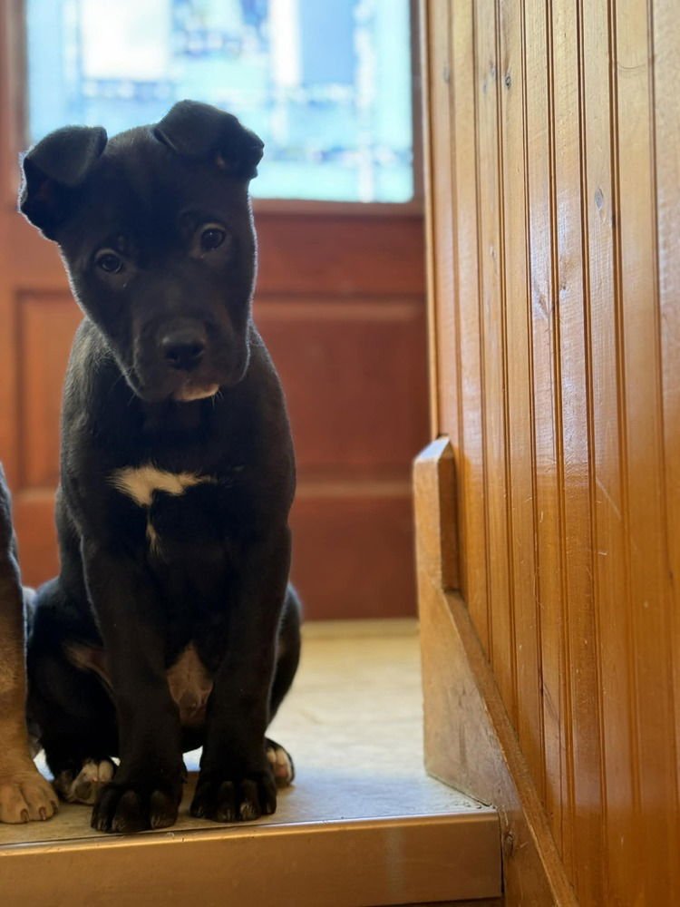 MUNG - Terrier available for adoption