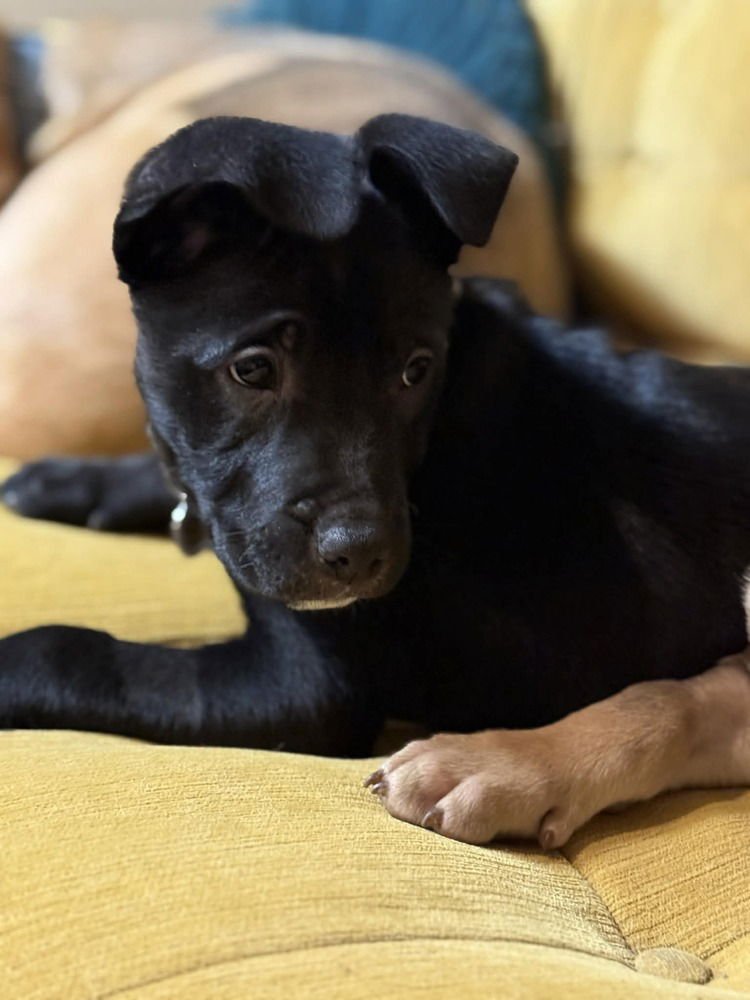 MUNG - Terrier available for adoption