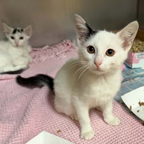 ZEPPELIN - Domestic Short Hair available for adoption