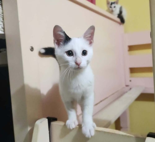 ZEPPELIN - Domestic Short Hair available for adoption