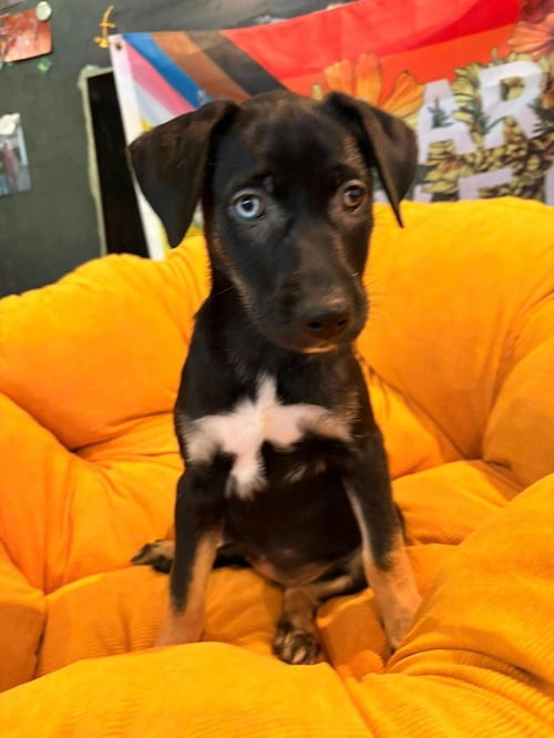 LIL CROWE - Terrier available for adoption