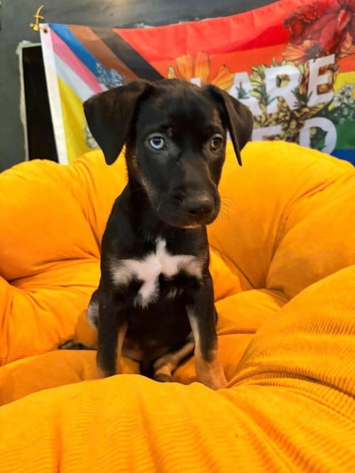LIL CROWE - Terrier available for adoption