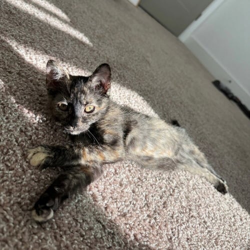 TORTELLINI - Domestic Short Hair available for adoption