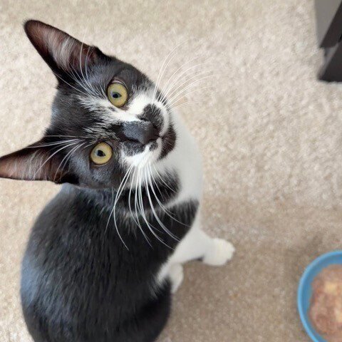 BACARDI - Domestic Short Hair available for adoption
